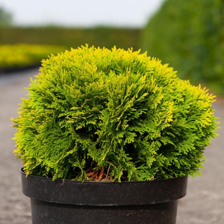 Thuja occidentalis "Mirjam"
