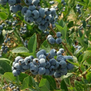 Krūmmellene "Elliott" 1,5 l pods