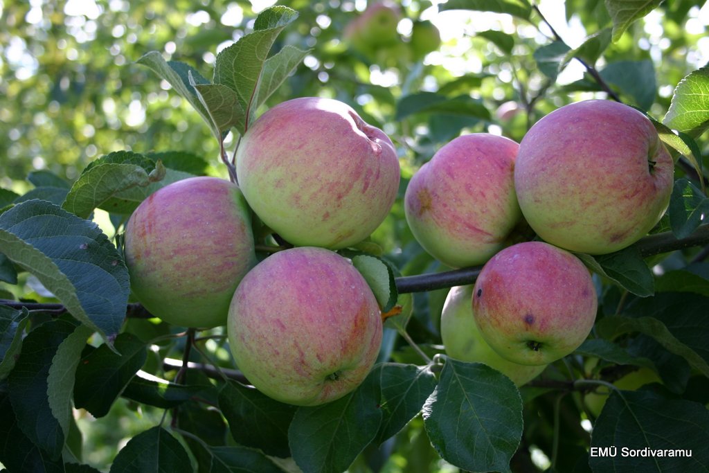Apple tree Malus domestica "Veteran"