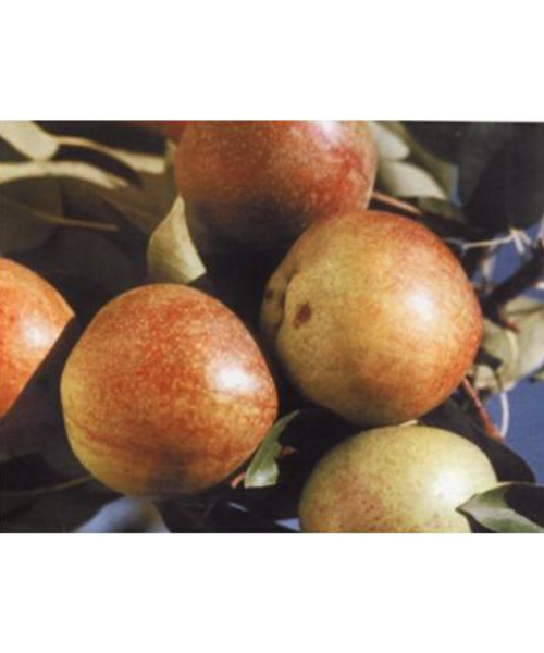 Груша Pyrus communis "Vidzeme"