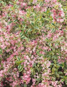 Weigela "Sunny Princess", 9 cm vazonas