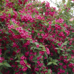 Veigela "Bristol Ruby"