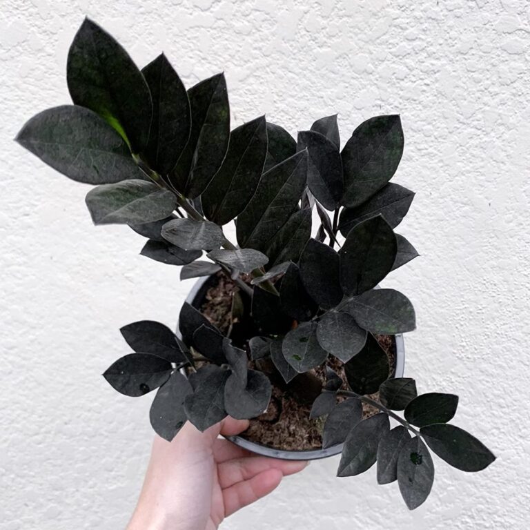 Zamioculcas zamiifolia "Raven", 14 cm vazonas