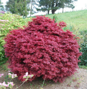 Japaninvaahtera "Shaina" (Acer palmatum)