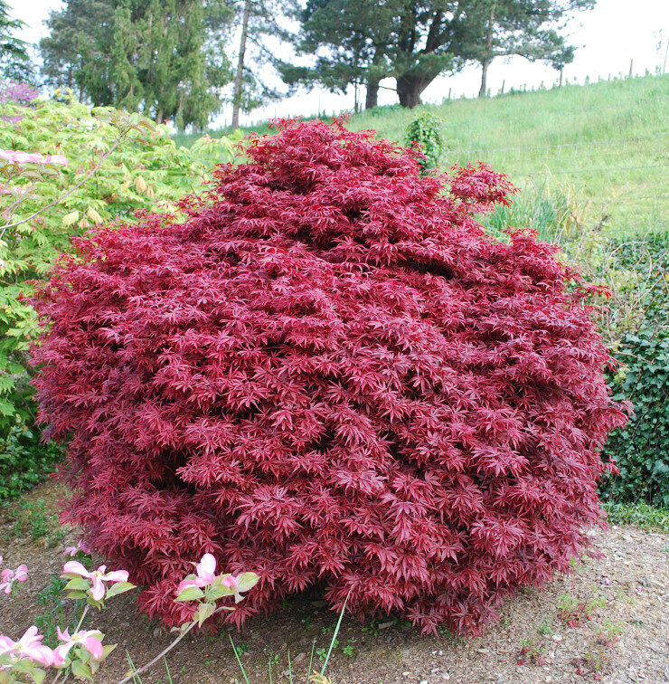 Клён дланевидный "Shaina" (Acer palmatum)