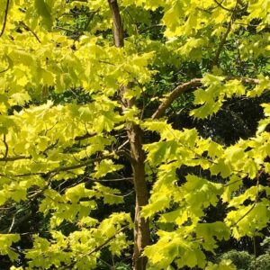 Acer platanoides "Princeton Gold"