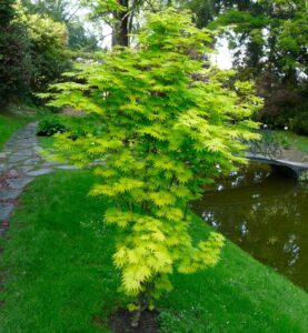 Hondonvaahtera "Jordan" (Acer shirasawanum)