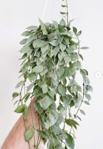 Hoya krohniana "Super Silver", 6 cm pot