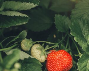 Fragaria ananassa "Flair"