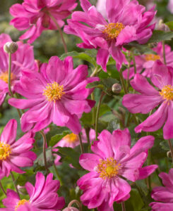 Anemone hupehensis "Prinz Heinrich" 2L pott