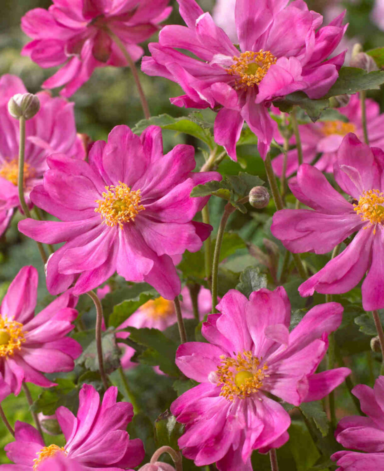Anemone hupehensis "Prinz Heinrich" 2L pott