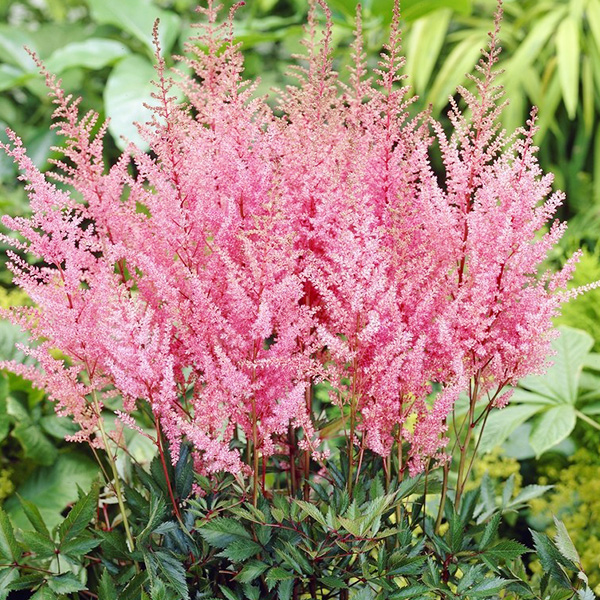 Astilbe "Erika", P9 pods (9 cm)