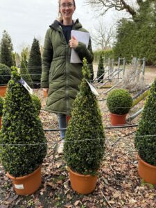 Box Buxus sempervirens, cone topiary