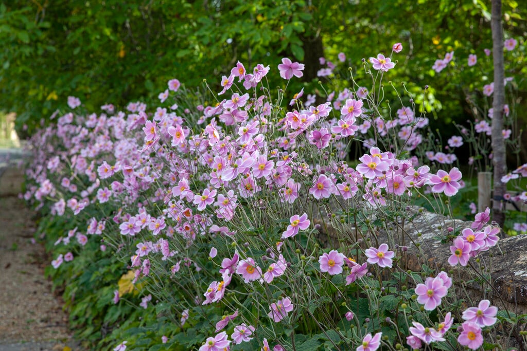 Анемона хубэйская Anemone hupehensis, сорта в ассортименте