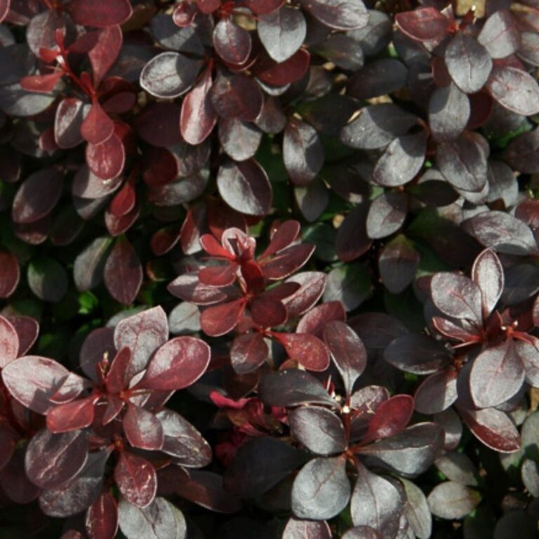 Berberis thunbergii "Chocolate Summer" 20 cm pott