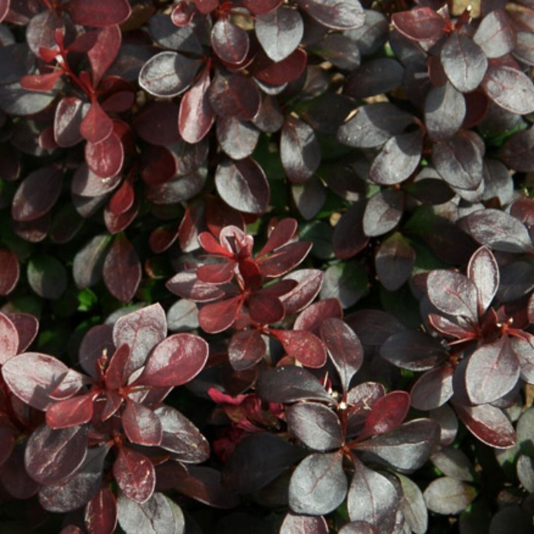 Berberis thunbergii "Chocolate Summer" 20 cm vazonas