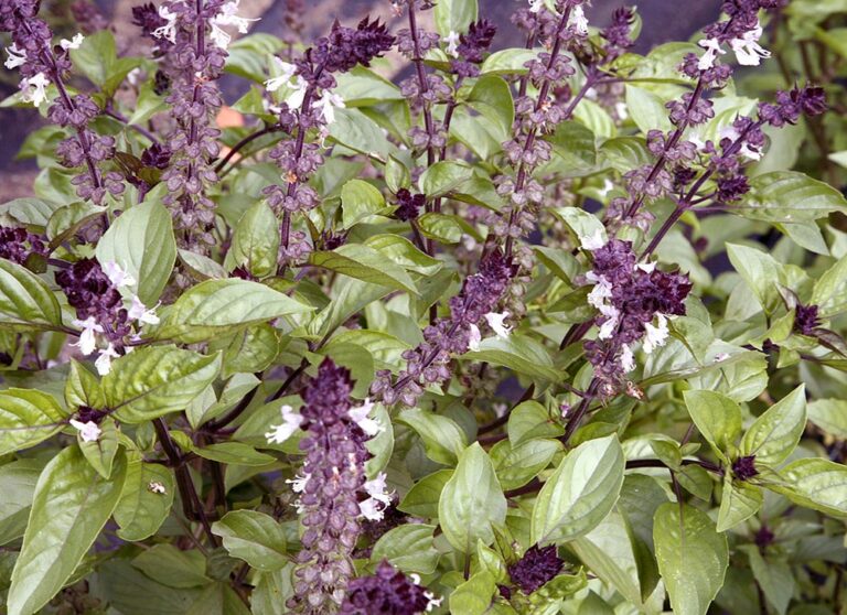 Ocimum "Cinnamon" Basiilik