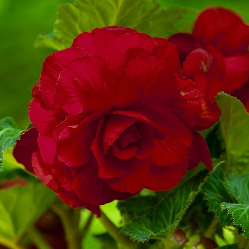 Begonia "Double Dark Red"