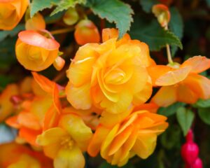 Begonia "Illumination Apricot"