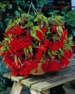 Begonia "Pendula Red"