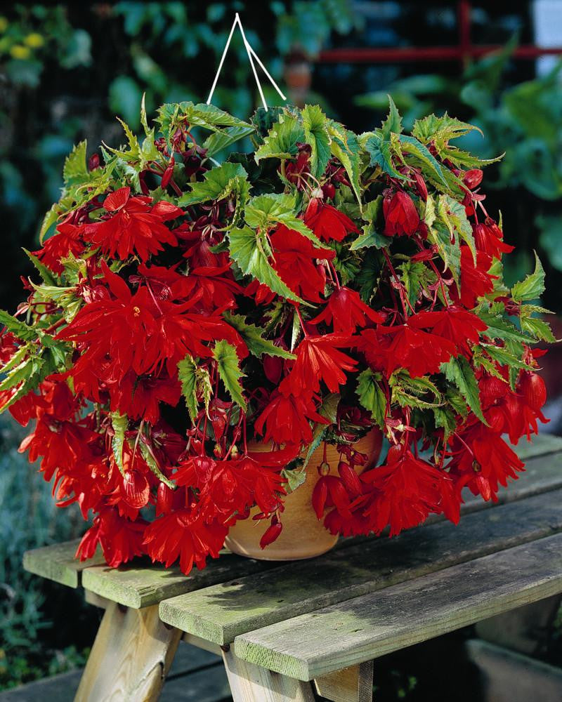 Begonia "Pendula Red"