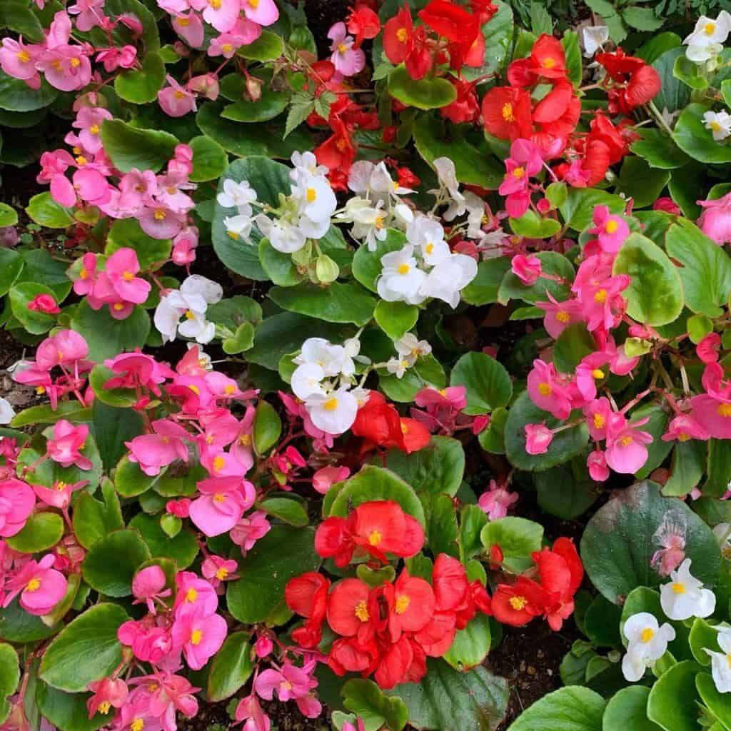 Begonia Mix Compact