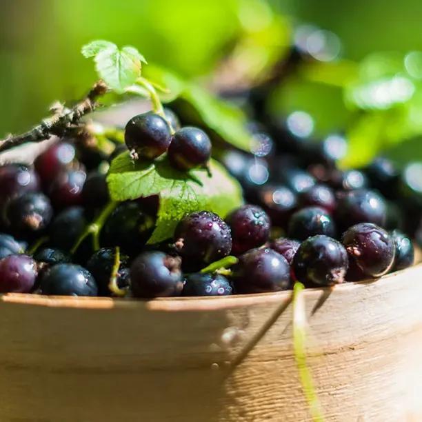 Ribes nigrum "Ben Conan"