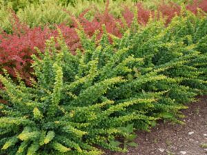 Berberis thunbergii "Green Ornament" 20 cm pot