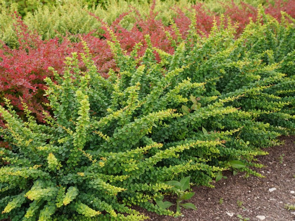 Berberis thunbergii "Green Ornament" 20 cm ruukku