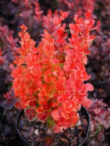 Berberis thunbergii "Volcano" 20 cm pot