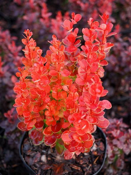 Berberis thunbergii "Volcano" 20 cm pods