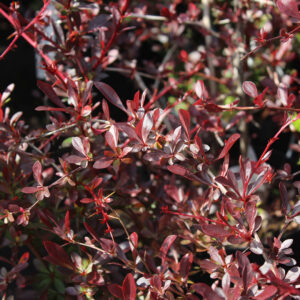 Japanese barberry "Red Chief"