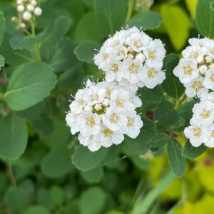 Spiraea betulifolia assortii P9