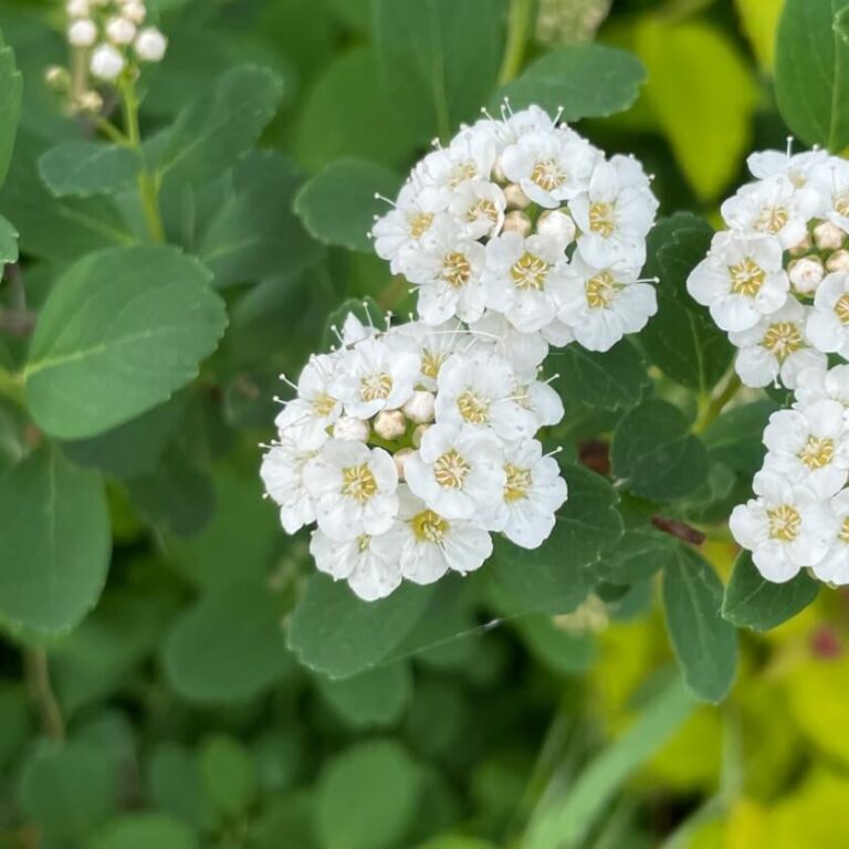 Спирея березолистная Spiraea betulifolia, сорта в ассортименте, горшок 9 см