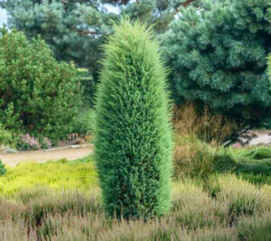 Juniperus communis "Hibernica" 20 cm pot