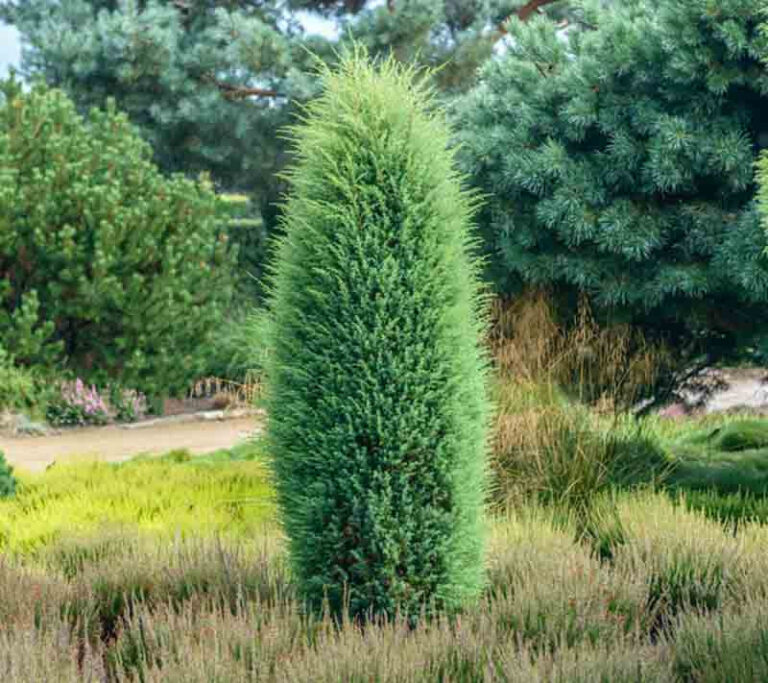 Juniperus communis "Hibernica" 20 cm pods