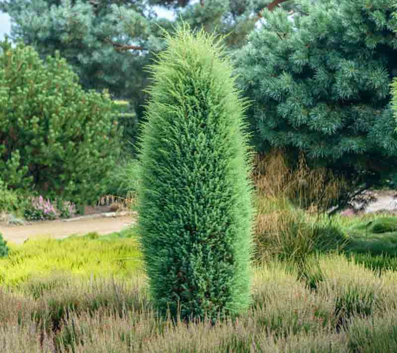 Juniperus communis "Hibernica" 20 cm pott