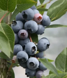 Krūmmellene "Brigitta Blue" 0,5 l