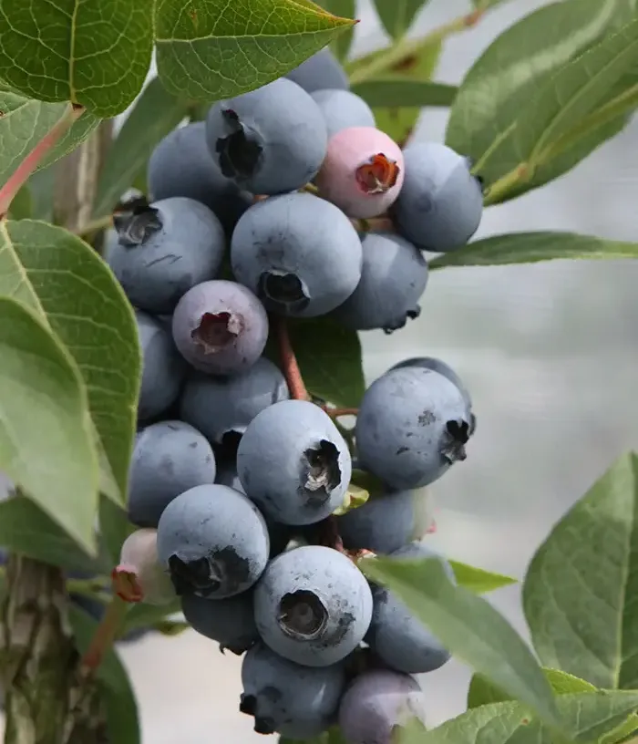 Голубика высокорослая "Brigitta Blue" (Vaccinium corymbosum "Brigitta Blue"), 0,5 л