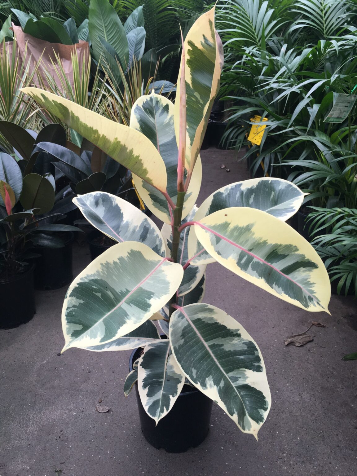Ficus elastica "Tineke", 125 cm