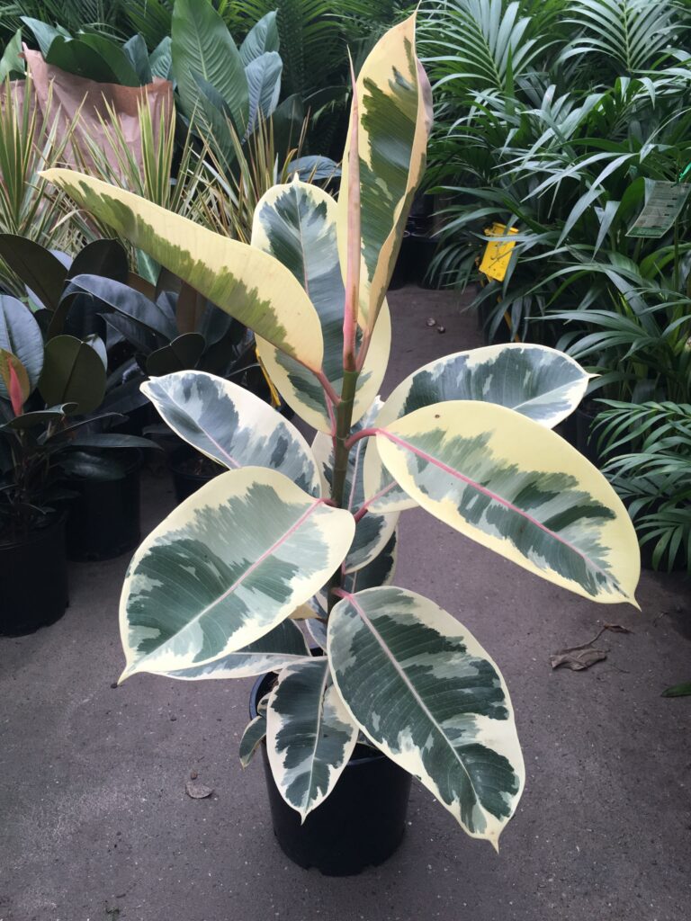 Ficus elastica "Tineke" 125 cm