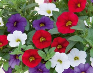 Calibrachoa Tricolore