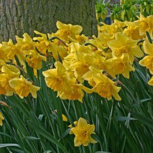 Daffodils "Carlton" 14/16