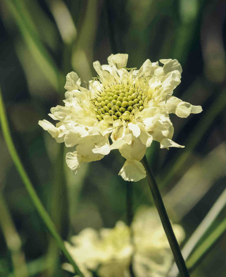 Cephalaria gigantea 2 L