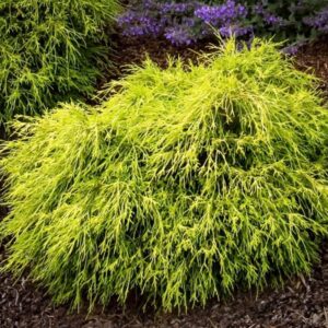 Chamaecyparis pisifera "Sungold"