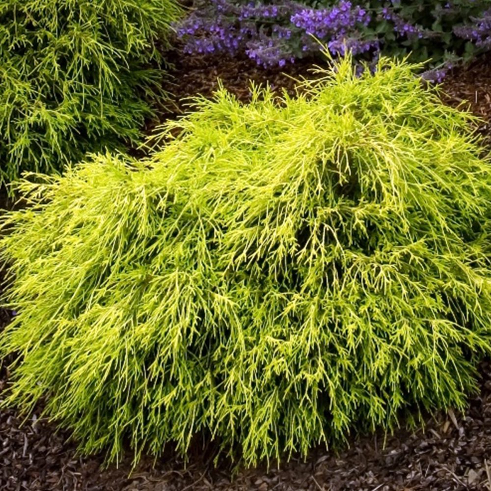Chamaecyparis pisifera "Sungold"