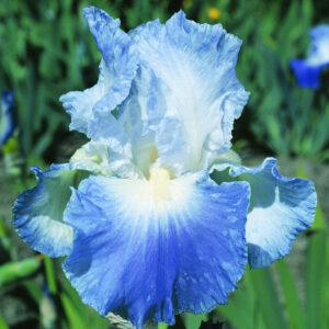 Aediiris "Clarence" 2L pott
