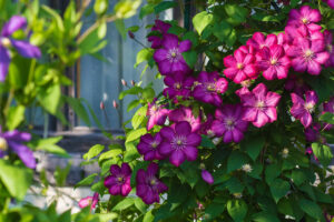 Clematis overig