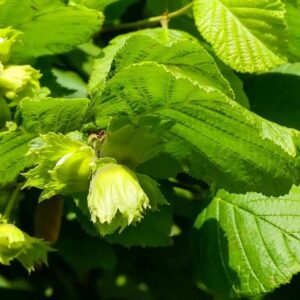 Corylus avellana