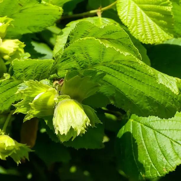 Common hazel Corylus avellana